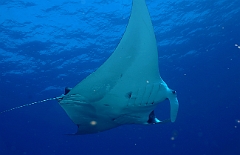 Raja Ampat 2016 - Manta Biostris - Oceanic Manta Ray - Raie Manta Oceanique - IMG_4248_rc_filtered